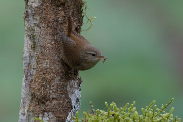 Wall Mural - Eurasian Wren (Troglodyetes troglodytes) on a branch