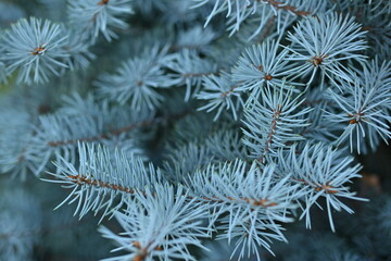  blue branches of a pine tree close-up, short needles of a coniferous tree close-up on a green background, texture of needles of a Christmas tree close-up, blue  texture of pine branches