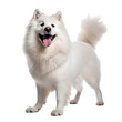 White samoyed pomerarian dog isolated