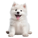 Fototapeta Do akwarium - white saomyed puppy isolated 