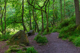 Fototapeta Do pokoju - path in the forest
