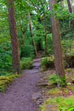 Fototapeta Do pokoju - path in the woods