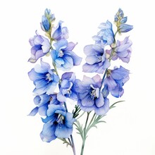 Blue Watercolour Delphinium Larkspur Summer Flower Painting On White Background. Floral Blossom Concept