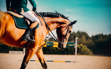 a bay horse with a rider in the saddle is galloping at a show jumping competition on a sunny summer 