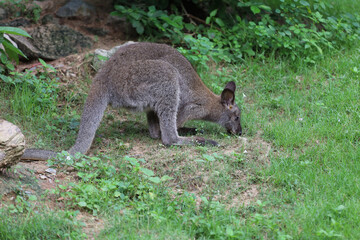 Wall Mural - The baby kangaroo is stay and eat grass in garden