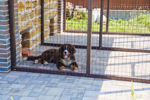 Bernese Mountain Dog In The Enclosure Of The Courtyard Of A Private House. 