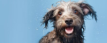 Wet Disheveled Shaggy Dog On A Blue Background With Space For Text