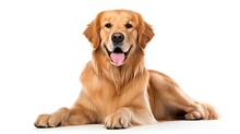 Purebred  Golden Retriever Dog Sitting On Isolated Whit