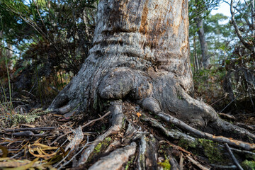 gumtree trunk and roots in the australian bush