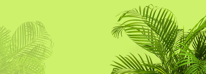 Wall Mural - palm leaves on a light green