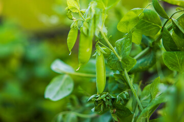 Wall Mural - Close up view of bush of green peas in vegetable garden. 