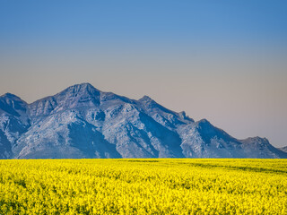 Wall Mural - Yellow flowers field and Winterhoek Mountain in the background, Wolseley, Western Cape, South Africa