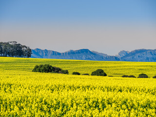 Wall Mural - Sea of yellow flowers and Winterhoek Mountain in the background, Wolseley, Western Cape, South Africa