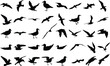 Collection of seagull silhouettes, isolated vector on white background