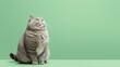 Overweight cat looking to side on green background, studio shot, concept of diabetes, lose weight and indoor life, with copy space.