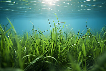 A clear underwater photograph of a group of seabed with vibrant green seagrass.