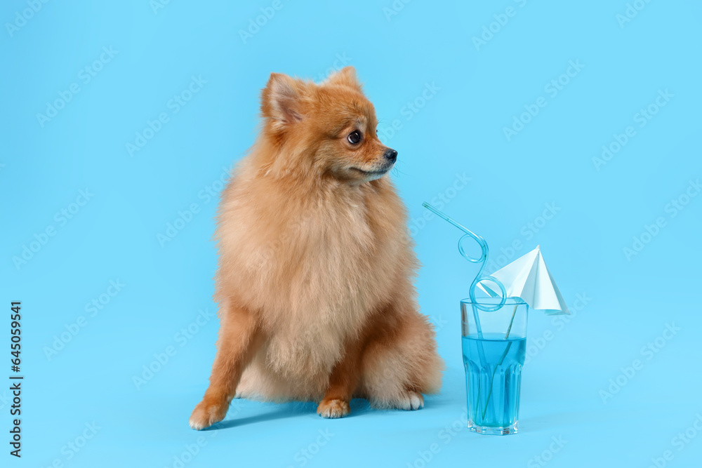 Cute Pomeranian dog with summer cocktail on blue background