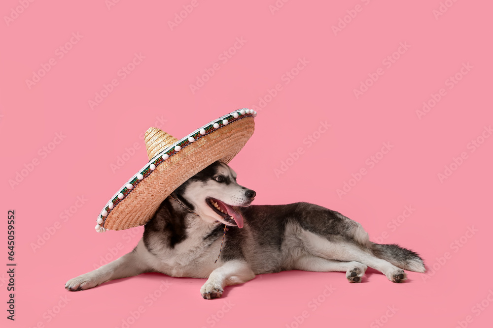 Cute Husky dog in sombrero hat on pink background