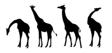 Set Of Giraffe Silhouette - Vector Illustration