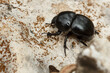 Escarabajo pelotero con una abolladura en el caparazón como si fuese de un accidente de coche