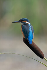 Wall Mural - Kingfisher (Alcedo atthis) perched on a Bullrush