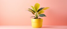 Pink Houseplant In Yellow Pot On Yellow Backdrop.