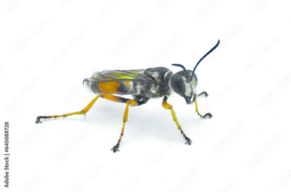 Insect Threading Thread waisted wasp, sand Sphecid wasp, or digger wasp - Sphex dorsalis ...