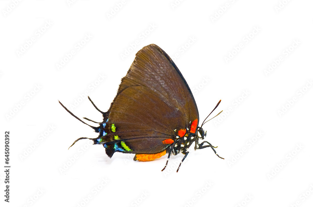 great purple hairstreak - Atlides halesus - or great blue hairstreak ...
