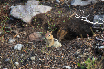 Wall Mural - Ground squirrel peeking out of the ground