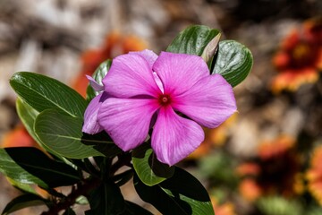 Wall Mural - purple and white flowers