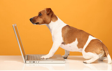dog with laptop isolated on yellow background