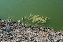 Flooded Blooming Green Water With  Duckweed In The River. Algae Made Water Look Green.