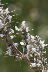 Wall Mural - White flowering cymose head inflorescences of Salvia Apiana, Lamiaceae, native shrub in the San Gabriel Mountains, Transverse Ranges, Springtime.