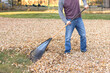 Man raking leaves in the yard. Man using rake to pile up leaves. Autumn cleaning