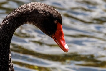 Poster - black swan on the water