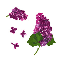 Wall Mural - Set of Lilac flowers isolated on a white background. vector illustration.