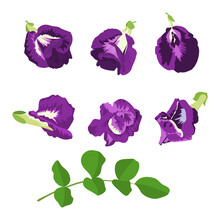 Set Of Butterfly Pea Isolated On A White Background. Vector Illustration.