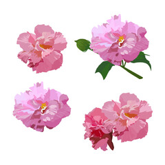 Wall Mural - Set of Cotton rose flower isolated on white backgroun. vector illustration.