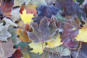 Wall Mural - frost colorful leaves in the cold morning as nature background