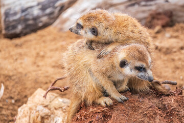 A group of cute meerkats. Meerkat Family are sunbathing.