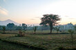 sunrise in rice fields located in Lombok, sunrise over the field, sunrise in the ricefield, sunrise in the morning