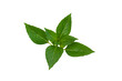 © Suradech - Sweet Basil, Thai Basil isolated on white background.Ocimum basilicum Linn.