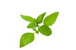 © Suradech - Lemon basil leaves isolated on white background.Herbs, Hoary basil, Hairy basil (Ocimum africanum)