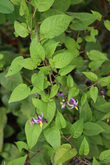 Purple and yellow flowers of Devil's Grape plants. Solanum dulcamara in bloom on summer in northern Italy