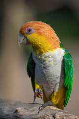 Poster - A portrait of a colourful white bellied caique also known as a white-bellied parrot, Pionites leucogaster.It is perched on an old branch