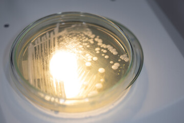 Wall Mural - Backgrounds of Characteristics  of Bacteria and Fungi  for education in Microbiology laboratory.