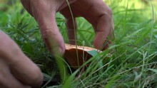 A Mushroom Picker Cuts An Edible Mushroom In The Forest That Grows Among Green Grass