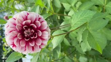 Beautiful Red And White Dahlia In Bloom And Bud. Vertical Footage
