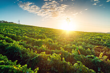 Vineyard Rows In Countryside, Scenic Sunrise Before The Start Of Grape Harvest
