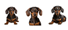 Cute Dachshund Illustration Portrait Canine, Purebred Puppy, Background Breed Cute Dachshund